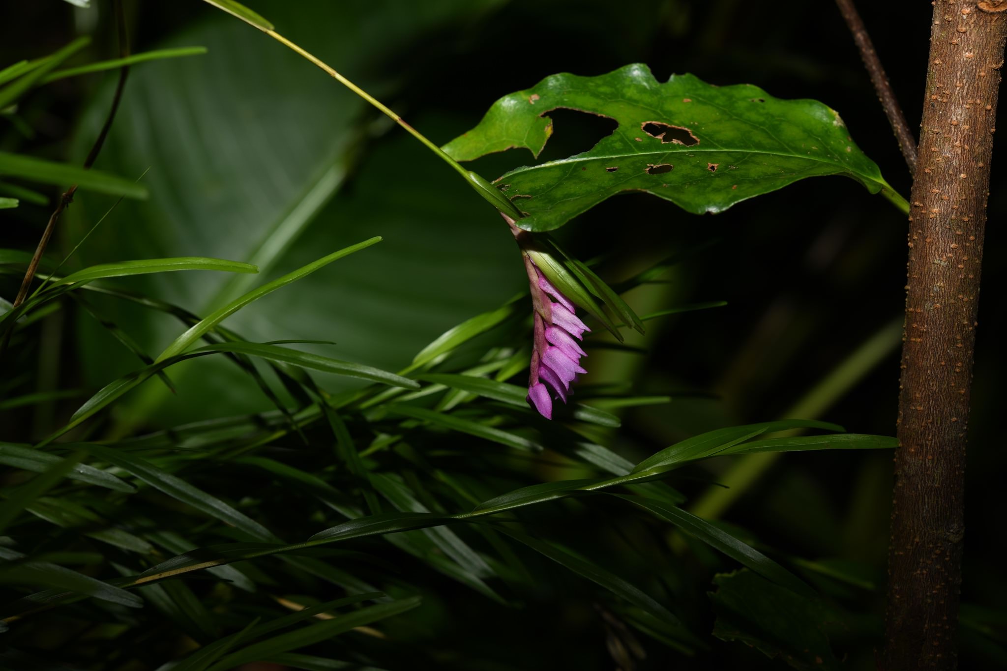 Isochilus lineares